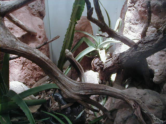 Cape Cobra Riverbanks 011125.JPG [60 Kb]